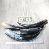 4 Polished Cow Horns #6257    Natural colored