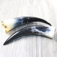 2 Polished Cow Horns #4257   Natural colored