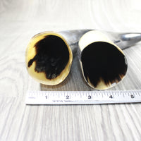 2 Polished Cow Horns #4257   Natural colored