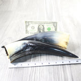 2 Polished Cow Horns #4257   Natural colored