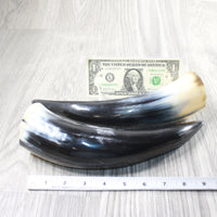 2 Polished Cow Horns #4257   Natural colored