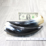 2 Polished Cow Horns #4257   Natural colored