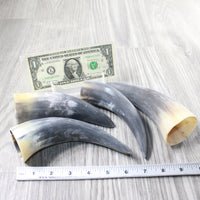 4 Small Raw Unfinished Cow Horns #0657   Natural Colored