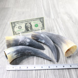 4 Small Raw Unfinished Cow Horns #0657   Natural Colored