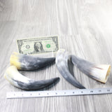 4 Small Raw Unfinished Cow Horns #0657   Natural Colored