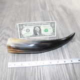 1 Polished Cow Horn # 1365   Natural Colored