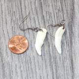 Coyote Teeth Earrings  #1665  Mountain Man Earrings