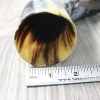 1 Polished Cow Horn With Stand #3757    Natural Colored
