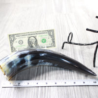 1 Polished Cow Horn With Stand #3757    Natural Colored
