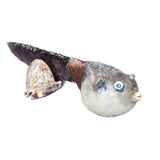 Parrot Puffer Fish Handle Glass Blade Ornamental Knife #1565    Mountain Man Knife
