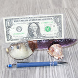 Parrot Puffer Fish Handle Glass Blade Ornamental Knife #1565    Mountain Man Knife