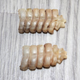2 Rattlesnake Rattles  #665    Taxidermy Diamondback Sidewinder