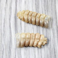 2 Small Rattlesnake Rattles  #2057    Taxidermy Diamondback Sidewinder