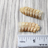 2 Small Rattlesnake Rattles  #2057    Taxidermy Diamondback Sidewinder