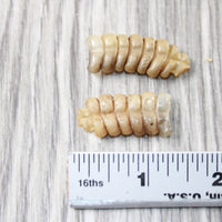 2 Small Rattlesnake Rattles  #2057    Taxidermy Diamondback Sidewinder
