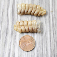 2 Small Rattlesnake Rattles  #2057    Taxidermy Diamondback Sidewinder