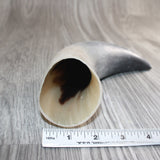 1 Raw Unfinished Cow Horn #2165   Natural Colored