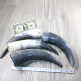 4 Raw Unfinished Cow Horns #4147 Natural Colored a