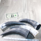 4 Raw Unfinished Cow Horns #4147 Natural Colored a