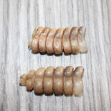 2 Rattlesnake Rattles  #365    Taxidermy Diamondback Sidewinder