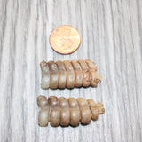 2 Rattlesnake Rattles  #365    Taxidermy Diamondback Sidewinder
