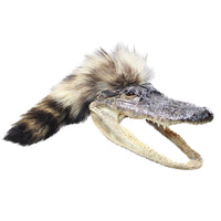 Alligator Head with Raccoon Tail Mohawk  #6457
