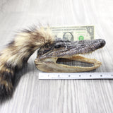 Alligator Head with Raccoon Tail Mohawk  #6457