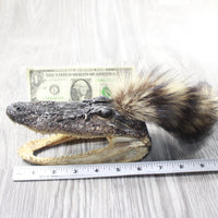 Alligator Head with Raccoon Tail Mohawk  #6457