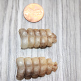 2 Small Rattlesnake Rattles  #965    Taxidermy Diamondback Sidewinder