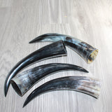 4 Polished Cow Horns #4565    Natural colored