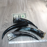4 Polished Cow Horns #4565    Natural colored
