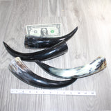 4 Polished Cow Horns #4565    Natural colored