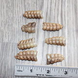 7 Small  Rattlesnake Rattles  #1765    Taxidermy Diamondback Sidewinder