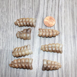7 Small  Rattlesnake Rattles  #1765    Taxidermy Diamondback Sidewinder