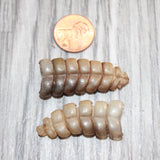 2 Rattlesnake Rattles  #765   Taxidermy Diamondback Sidewinder