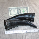 2 Small Polished Cow Horns #465    Natural colored