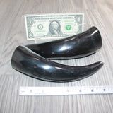 2 Small Polished Cow Horns #465    Natural colored