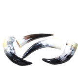 4 Small Polished Cow Horns #7057    Natural colored b