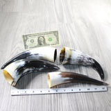 4 Small Polished Cow Horns #7057    Natural colored b