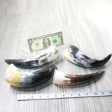 4 Small Polished Cow Horns #7057    Natural colored b