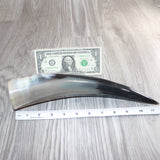 1 Polished Cow Horn #465    Natural Colored