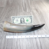 1 Polished Cow Horn #465    Natural Colored