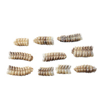 10 Rattlesnake Rattles  #8257    Taxidermy Diamondback Sidewinder