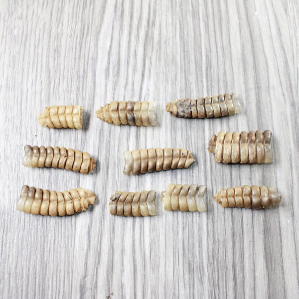10 Rattlesnake Rattles  #8257    Taxidermy Diamondback Sidewinder
