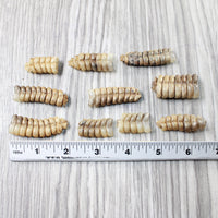 10 Rattlesnake Rattles  #8257    Taxidermy Diamondback Sidewinder
