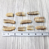 10 Rattlesnake Rattles  #8257    Taxidermy Diamondback Sidewinder