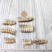 10 Rattlesnake Rattles  #8257    Taxidermy Diamondback Sidewinder
