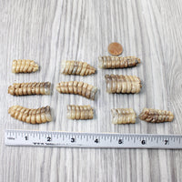 10 Rattlesnake Rattles  #8257    Taxidermy Diamondback Sidewinder
