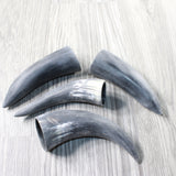 4 Small Raw Unfinished Cow Horns #1357   Natural Colored b