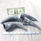 4 Small Raw Unfinished Cow Horns #1357   Natural Colored b